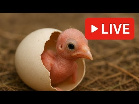 From Egg to Beautiful Bird 🥚➡️🐦 | Baby Bird Growth Journey | Bird Life Cycle