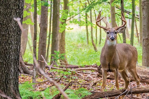 Plentiful DIY Hunting In Ohio's Wayne National Forest - North American Whitetail