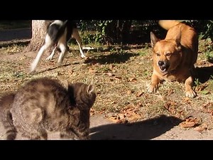 Dogs bark at kitten on street