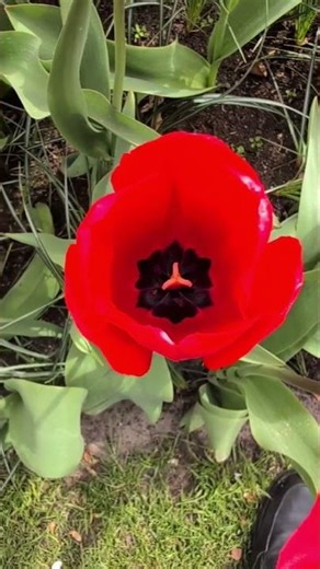 2026/4/12/ 生活中的镜像Mirror image in life