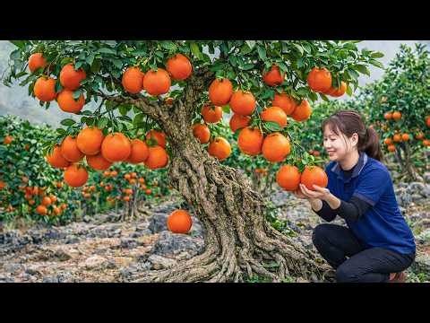 Harvesting Giant Sweet Oranges to Sell | Large Oranges Grown for Harsh Conditions