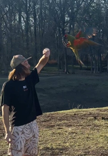 Understanding Freeflight Training for Parrots