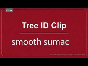 Tree ID Clip: smooth sumac