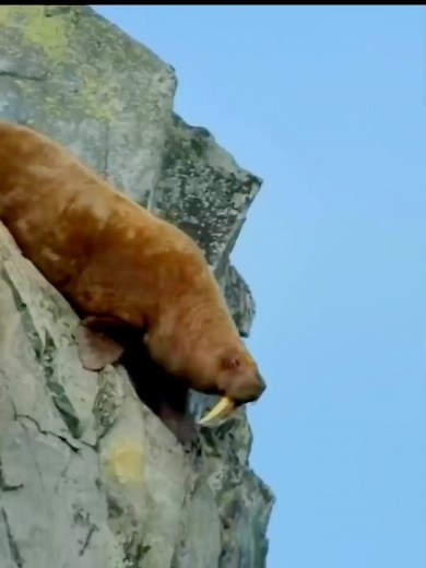 walruses jump to their deaths #educationvideo #reels #walrusfacts #fyp #reelsviralシ | Deep Access
