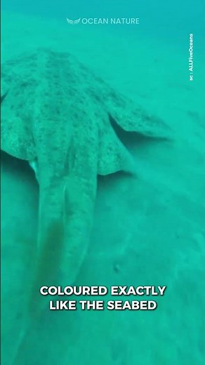 Angel Shark and All Their Unique Facts