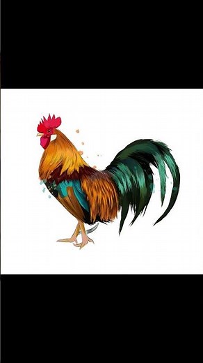 Rooster Crowing 3 Times Sound Effect