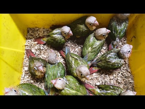 how to train a baby green cheek conure