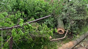 Fallen Tree Destroys Fence. Large leafy tree has fallen on a fence following severe weather, heavy wind and rain. The tree has broken the chain link fence. Slow motion views.