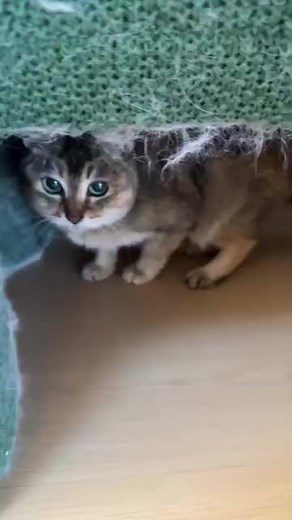 Mei Mei cat video from official Instagram