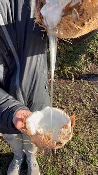 COCO MACAPUNO 🥥😳 | La noix de coco la plus étonnante que tu verras !