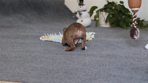 Boston Terrier puppy for sale