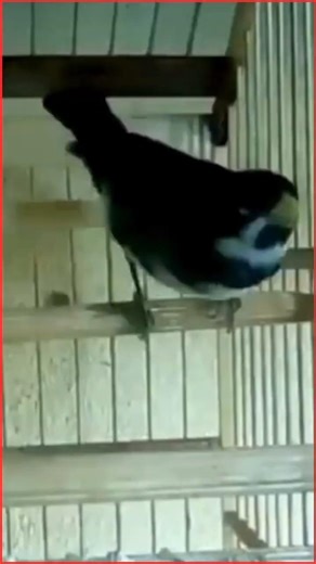 QUAL É O CANTO DESSE COLEIRO? 🤔 #passaros #passaros #coleirosolto #birdsong #aves