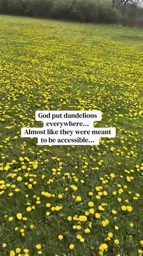 Dandelion Field in Full Bloom