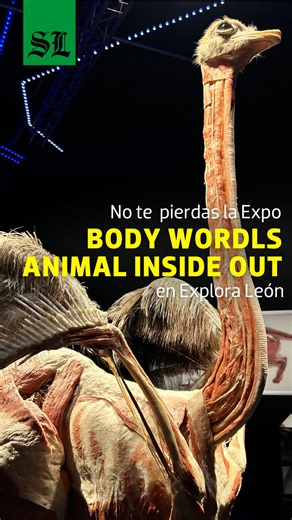 Body Worlds Animal Inside Out llegó a Explora 🦒🦓 Más de 100 animales que revelan lo que pocas veces se puede ver: músculos, órganos, vasos sanguíneos y cuerpos completos que muestran la perfección de la naturaleza desde la ciencia 🧠🫁🫀 | El Sol de León