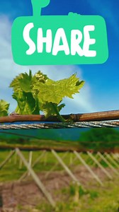 This is the process of planting grapes from the beginning until the harvest arrives #Grape stem cuttings #Grape tree care #Thinning of grapes #December | Believe Flower