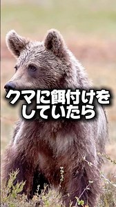【悲劇】野生のヒグマに餌付けしたら渓谷にひきづり込まれた… #クマ #ヒグマ #事件 #外国