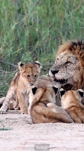 #shorts#baby#lion#cute#family | Lion baby