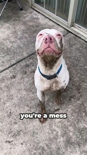 Top 10 Videos of Dirty Dogs🐕🔥