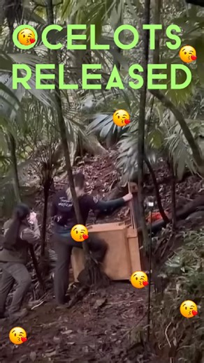 𝐆𝐎𝐎𝐃 𝐍𝐄𝐖𝐒! 𝐅𝐫𝐨𝐦 𝐚𝐧 𝐢𝐥𝐥𝐞𝐠𝐚𝐥 𝐨𝐧𝐥𝐢𝐧𝐞 𝐬𝐚𝐥𝐞 𝐭𝐨 𝐟𝐫𝐞𝐞𝐝𝐨𝐦. 🐾💚 Remember Otto and Osiris the two tiny ocelot brothers who were rescued from the social media wildlife trade? Torn from the wild and treated as commodities, their story could have ended very differently. Instead, it became a story of collaboration, commitment, and hope. With support from our conservation partners, the Ocelot Working Group, funding and rehabilitation were provided by Selva Teenek Ecopar