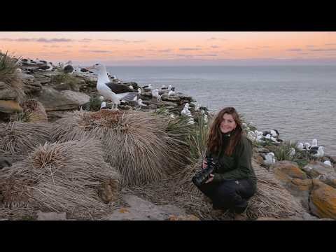 The Wildest Seabird Spectacle I’ve Ever Seen | Bird Photography in the Falkland Islands