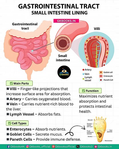 Small Intestine Lining – Key Structures #BiologyFacts #HumanBody #SmallIntestine #ScienceReels #MedEd | InfoPic Notes