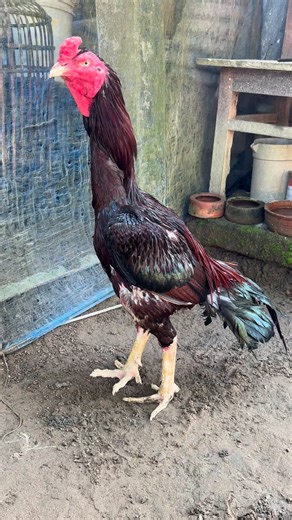 Favourite breed | Java Aseel