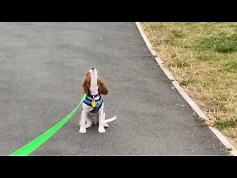 Cute Cavalier King Charles Spaniel Barking and Howling - Ruby Cavalier Howl