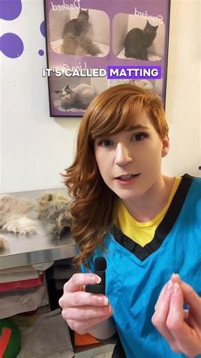 Happy Cat Hotel & Spa Bergen Co on Instagram: "Cat Grooming 101: What is matting? What are those hard clumps in your cat's fur? It's called matting, and it can have serious consequences for your cat's health. #catgrooming #petgrooming #petcare #pethealth #happycathotel #cats #catowner #pets #cats #catsofinstagram #catlover #catlife #catstagram"