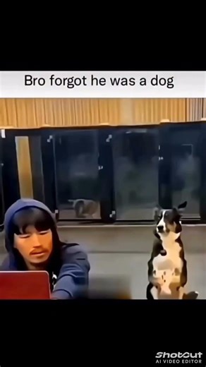 when the dog is not dogging ✌️😂😂🔥 #fypシ゚viral #edit #shorts #yt #ai #funnyvideo