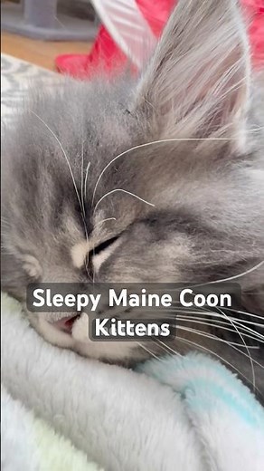 Sleepy Maine Coon Kittens