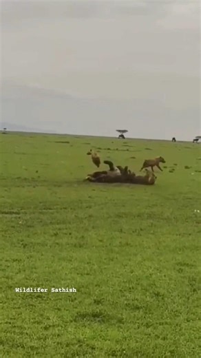 Osupat and the scavenger hyenas. Hyenas were irritating and he couldn't control his anger in Mara