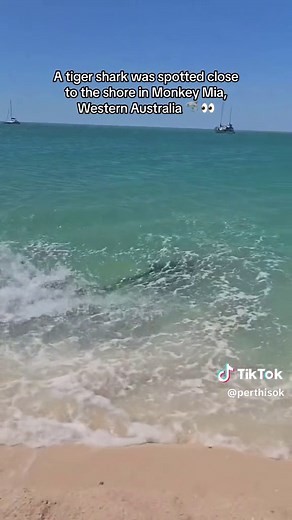 Tiger Shark Encounter in Monkey Mia, Western Australia
