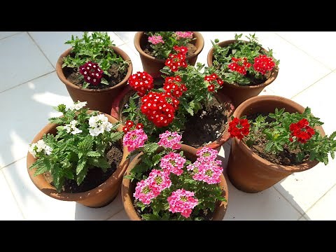 How to Grow and Care Verbena || Care of verbena Plant