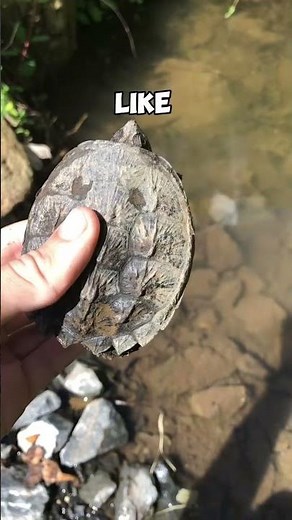I found a baby snapping turtle! #animals #reptiles