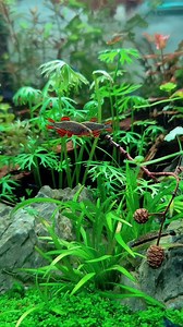 11K views · 183 reactions | The beautiful rasbora galaxy fish #aquascape #brianaquatic #reelsfb #reelsviral #fyp #everyone #fbpro #starsendereveryone | Brian Aquatic | Facebook