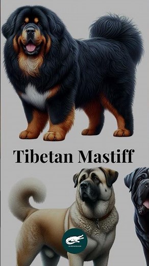 Tibetan Mastiff 🐕‍🦁. The Ancient Guardian of the Himalayas