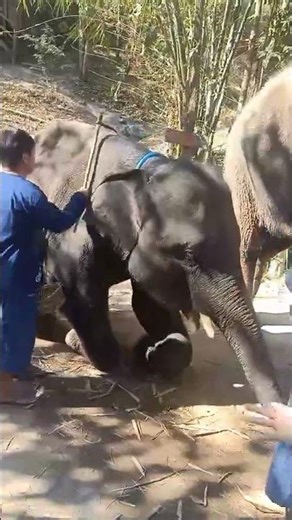 เอ็นดูคมแสน แอบคลานด้วย#พลายคมแสน #ช้างตระกูลแสน #ช้าง #elephant #animals #รักช้างรักธรรมชาติ