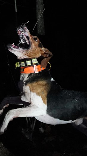 Clayton Stark on Instagram: "‼️🔥🔊WORLD CHAMPION PHROGGER🔊🔥‼️Tomorrow I will be filming and covering the Phrogger Pup Hunt. It’s going to be a great time with great people, and yes Patreon will get it first. #starkoutdoors #coonhound #outdoors"