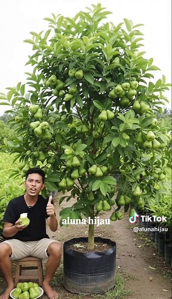 Bibit Jambu Air Green Giant: Manis dan Renyah