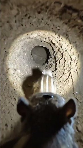 Ground Squirrel Cam: Inside a Real Burrow Colony! 🐿️🔦