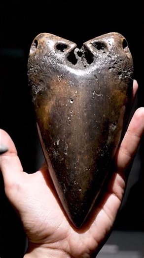 Megalodon The Shark That Ate Whales