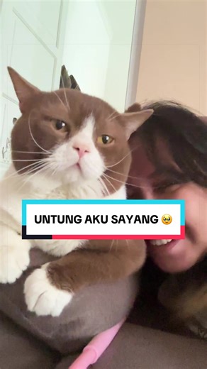 Minta di sentil si Alpha nih 😭 #alphabritishcat #britishshorthair #kucinglucu #funnyvideos #cinnamoncat