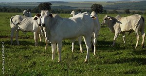 Agribusiness - Close cattle, white Nellore cattle, green pasture in Brazil - Livestock