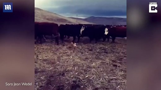 Pair of pugs herd cows and goats at ranch in Oregon