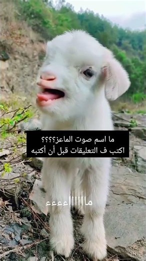 صوت الماعز (ماااءءء) goat sound #animals #goat