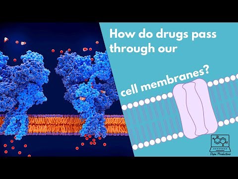 How do drugs pass through our cell membranes￼? (Types of transporters)
