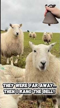 Clever sheep! #sheep #sheepfarming