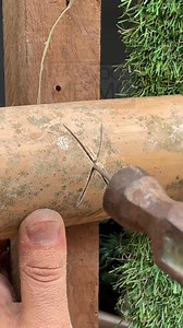 How to stop bamboo from cracking forever An ancient technique that still works #Woodcraft #BambooWork #OldTechniques | DIY BUGS