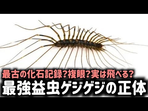 身体能力最強の益虫ゲジゲジの正体