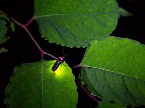 Firefly Vs. Lightning Bug: Here's What Wisconsinites Are Saying